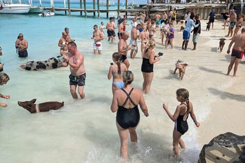 Nassau: 6h 3 stop Cruise to Pig Beach, Turtles, Snorkeling