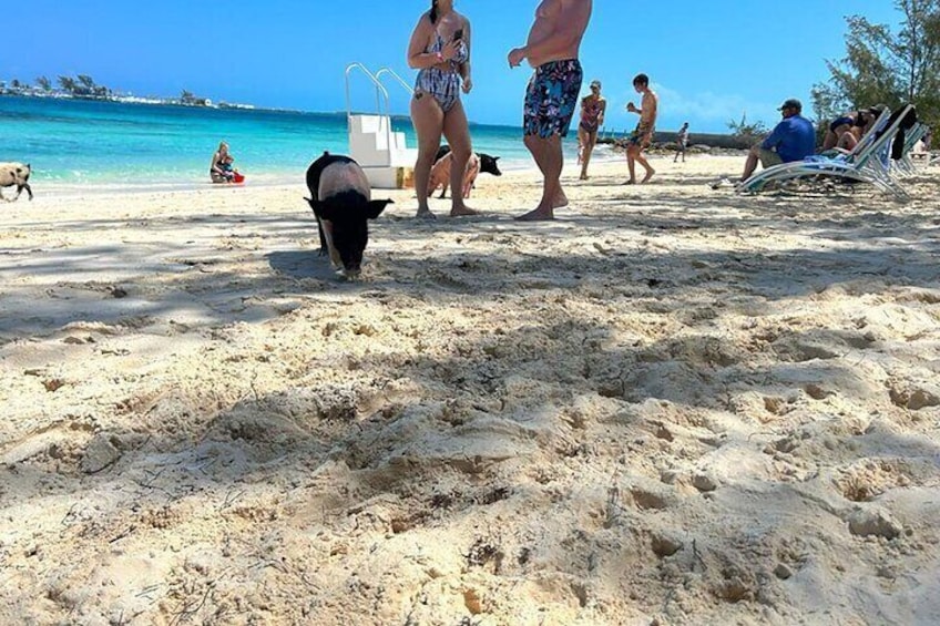 6 hour Snorkeling in Pig Beach Nassau, Bahamas