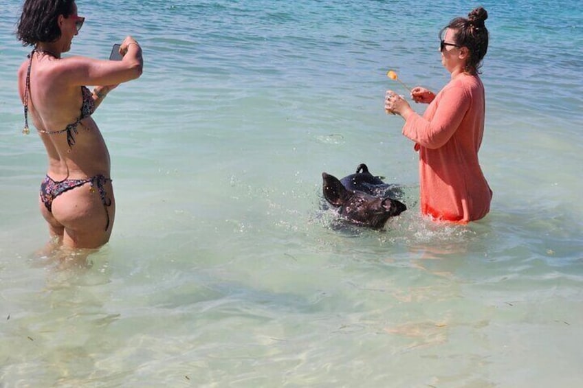 Nassau: 6 hours 3 stops cruise Pig Beach,Turtles Snorkeling