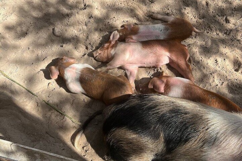 Nassau: Swimming Pigs, Turtles, Snorkeling -All Day- with lunch