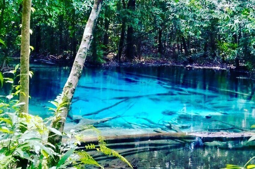 Emerald Pool: Jungle Tour, Private Full Day with Lunch