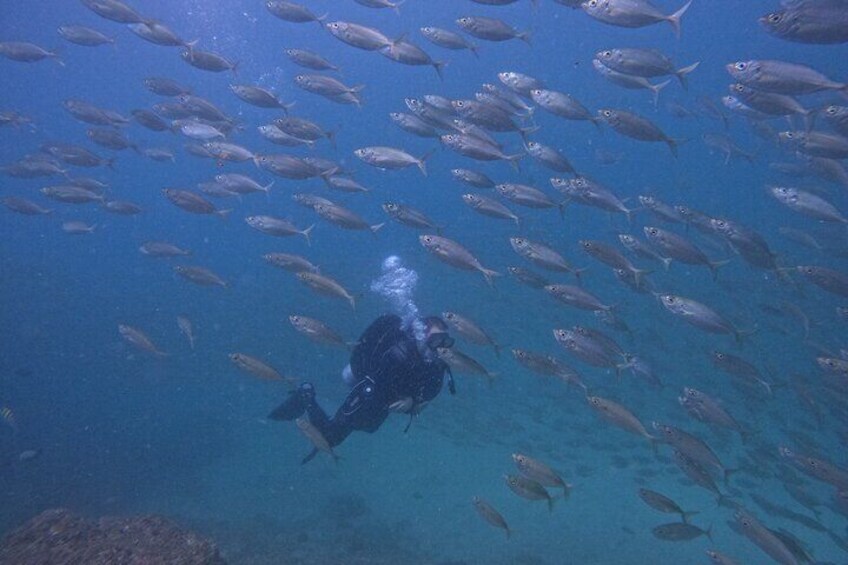 Night Diving in Fujairah with Live BBQ Dinner