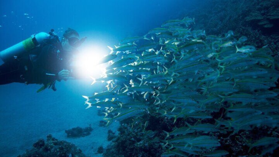 Night Diving in Fujairah with Live BBQ Dinner
