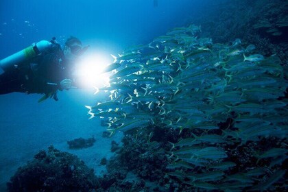 Night Diving in Fujairah with Live BBQ Dinner