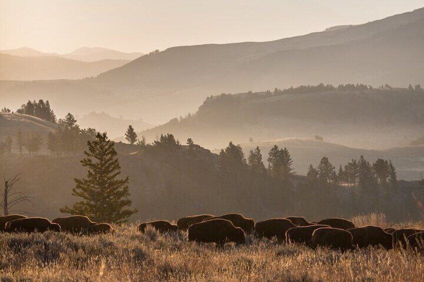 Yellowstone’s Northern Range is home to the greatest concentration of large mammals anywhere in the lower 48, including bison, elk, moose, grizzly bears, wolves, and more.