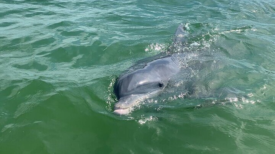 Close-up encounters with our beautiful Dolphins