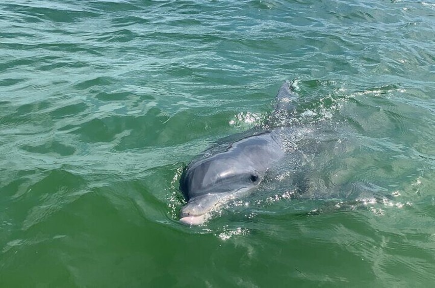 Close-up encounters with our beautiful Dolphins