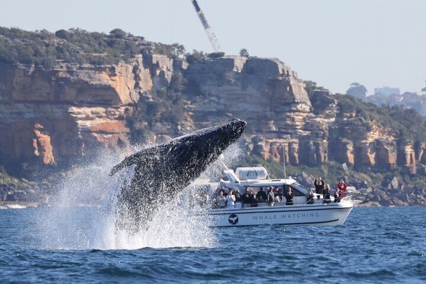 Private Luxury Intimate Whale Watching