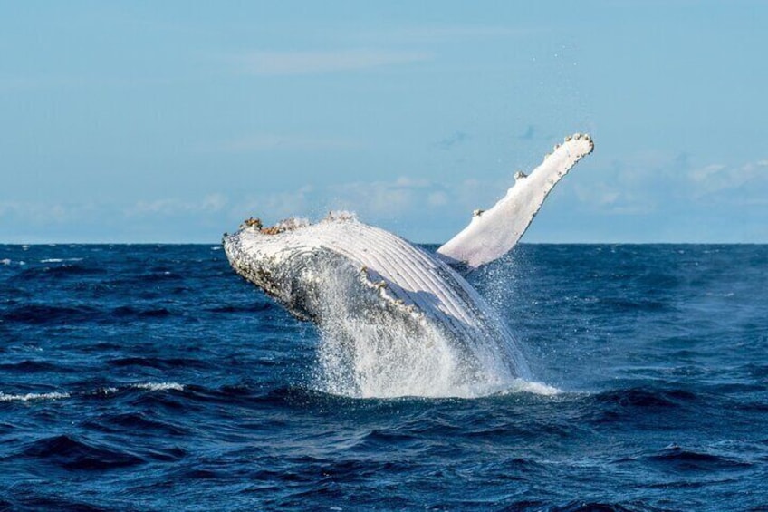 Private Luxury Intimate Whale Watching