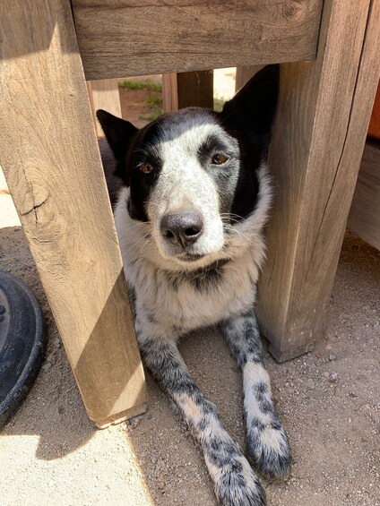 Picture 2 for Activity Ensenada: Wine Tasting Tour in Valle de Guadalupe