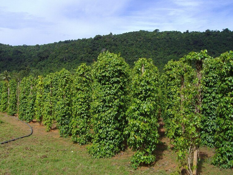 Phu Quoc Sightseeing South And North Together