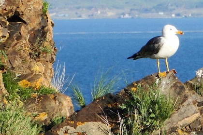 Dagstur till Sevan Lake, Tsakhkadzor Rope Way och Kecharis Monastery i Arme...