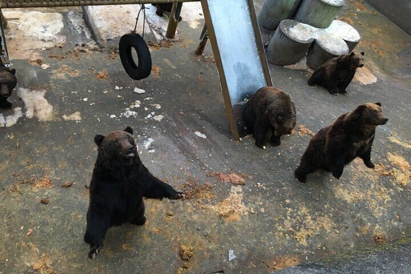 Noboribetsu Bear Park Admission Ticket | Hokkaido