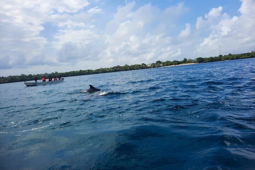 Full Day Dolphin Watching with Snorkeling in Wasini