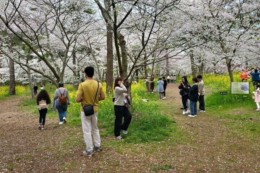 Full-Day Bus Tour With License Guided to west Jeju island