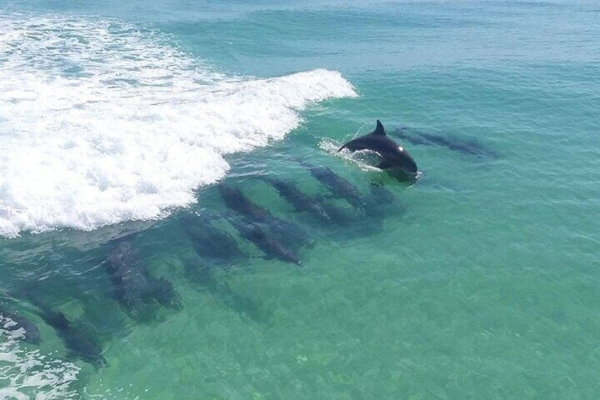 Flippers Adventures 2 Stop Snorkeling and Dolphin Cruise