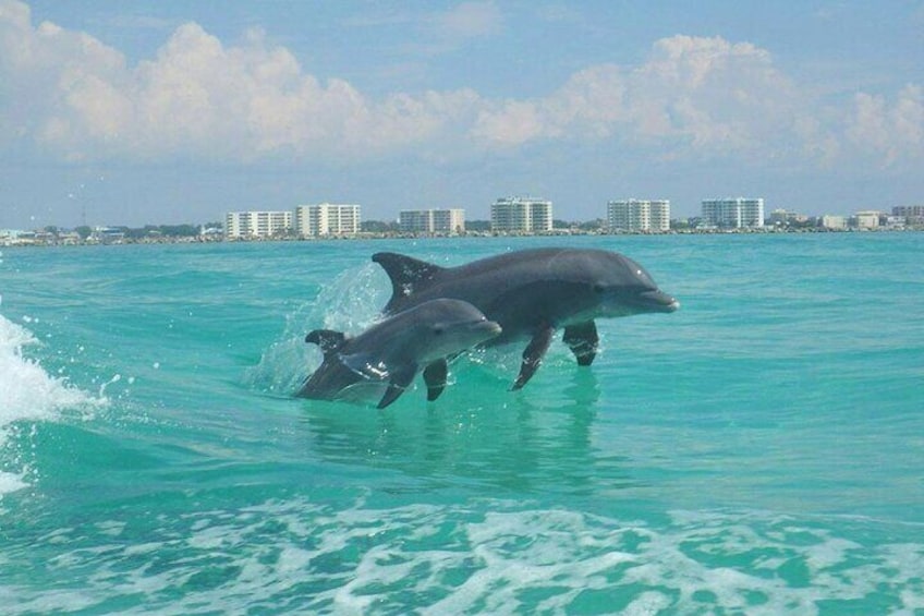 Flippers Adventures 2 Stop Snorkeling and Dolphin Cruise