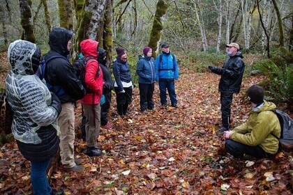 Foraging Tour of Edible Plants and Mushrooms in Brinnon