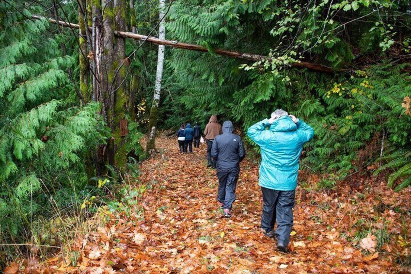 Into the forest we go!