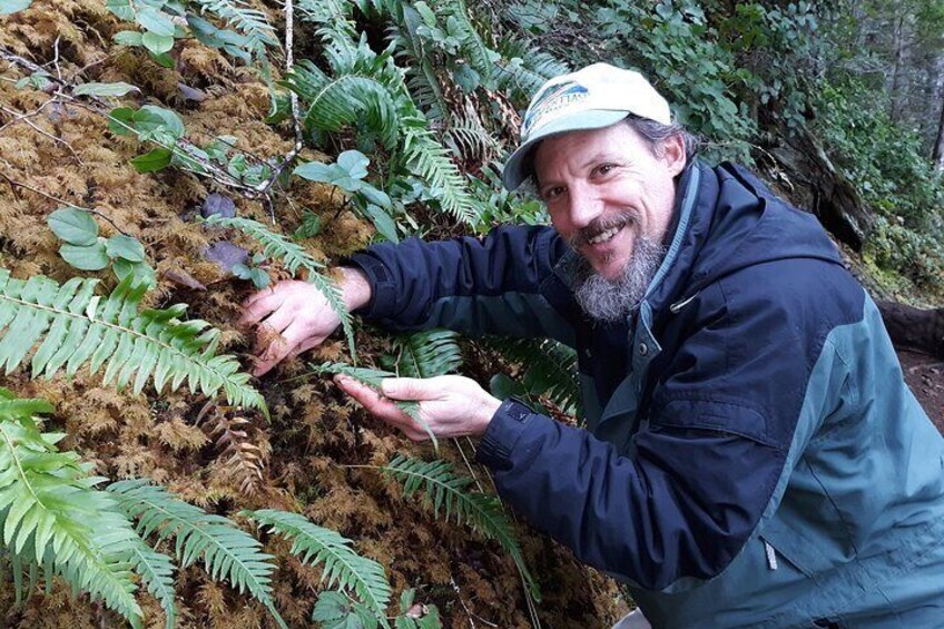 Yummy licorice fern!