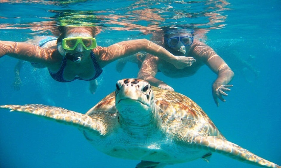 Picture 7 for Activity Oahu: 16-Point Guided Circle Tour with Snorkeling and Dole