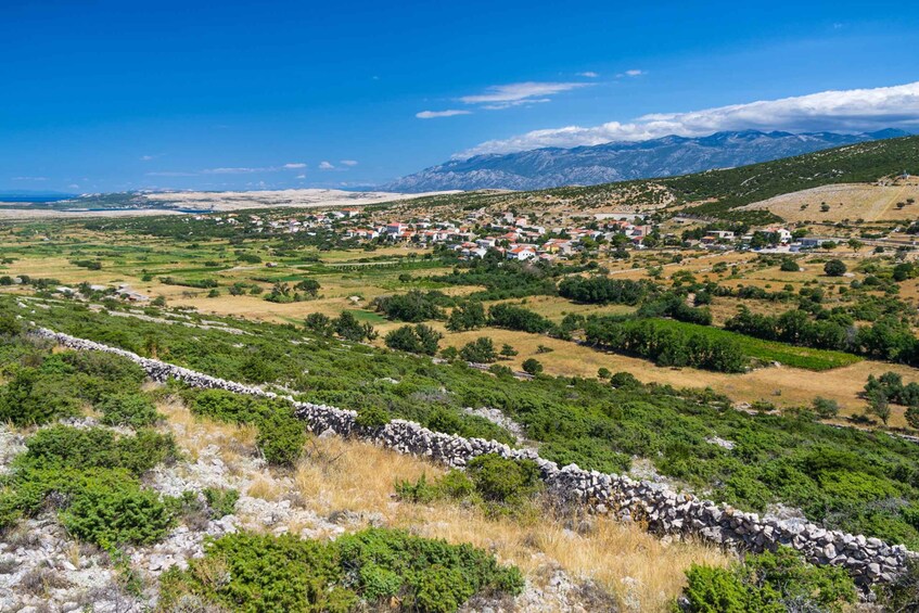 Picture 9 for Activity From Novalja: Kolanjsko Blato, Kolan, and Mandre Bike Tour