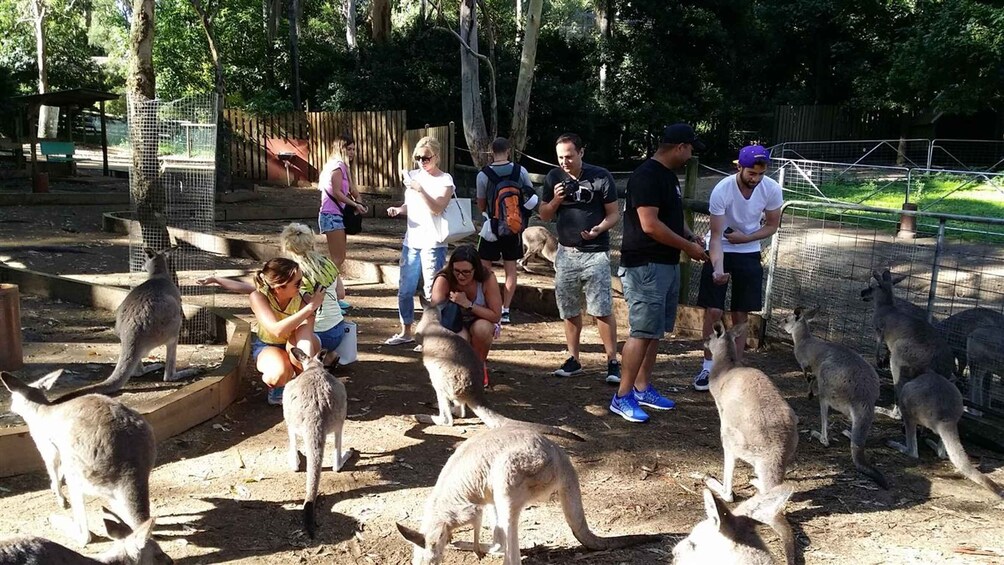 Picture 3 for Activity Blue Mountains: Aboriginal Experience Day Tour