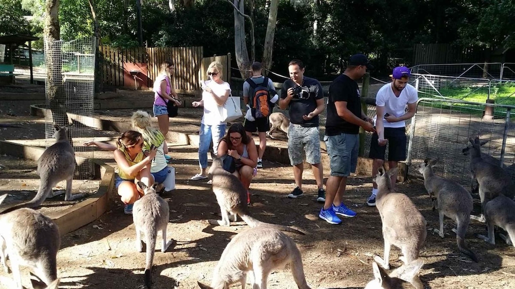 Picture 3 for Activity From Sydney: Blue Mountains Aboriginal Experience Day Tour