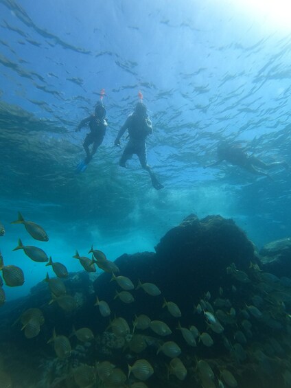 Picture 49 for Activity Los Cristianos: Kayak and Snorkel with Turtles and Photos