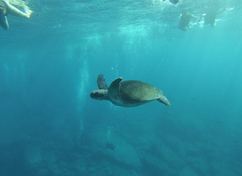 Picture 14 for Activity Los Cristianos: Kayak and Snorkel with Turtles and Photos