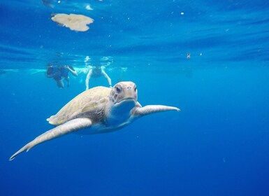 Los Cristianos : Kayak et plongée en apnée avec des tortues et des photos