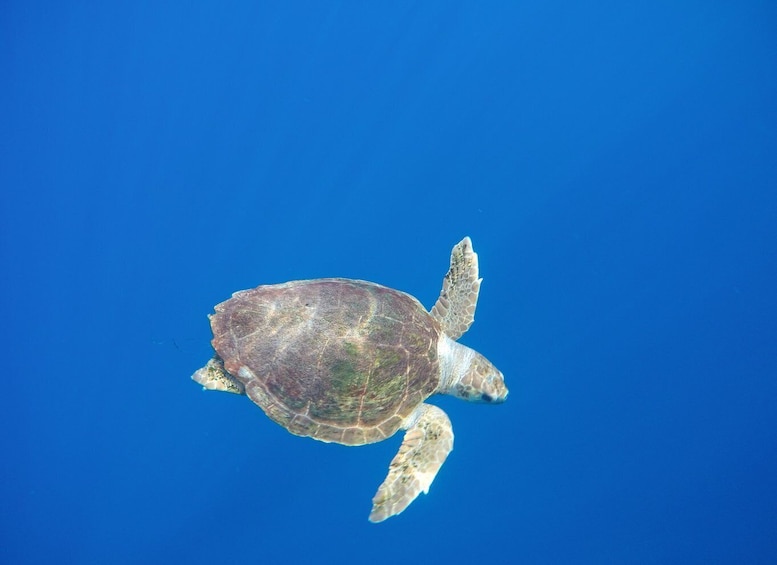 Picture 12 for Activity Los Cristianos: Kayak and Snorkel with Turtles and Photos