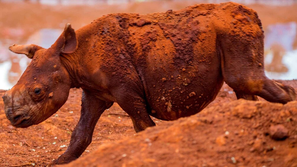 Picture 2 for Activity Nairobi: Elephant Orphanage Trust and Giraffe Center Tour