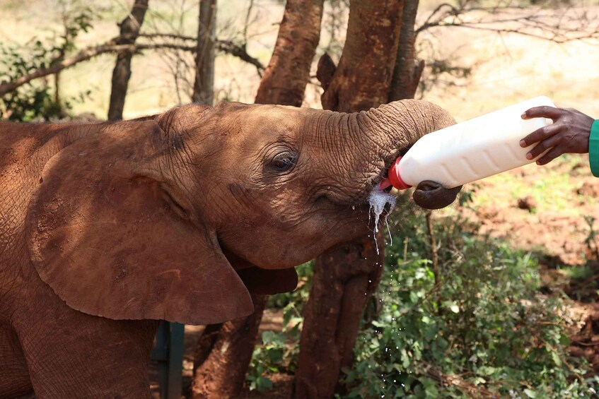 Picture 7 for Activity Nairobi: Elephant Orphanage Trust and Giraffe Center Tour