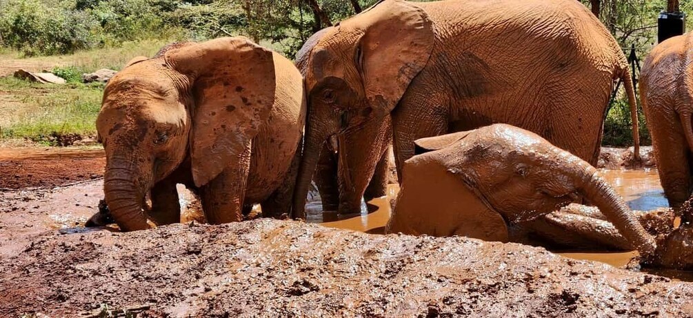 Picture 14 for Activity Nairobi: Elephant Orphanage Trust and Giraffe Center Tour