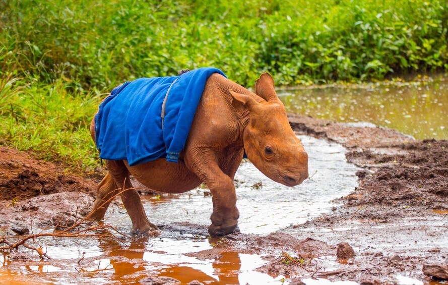 Picture 3 for Activity Nairobi: Elephant Orphanage Trust and Giraffe Center Tour