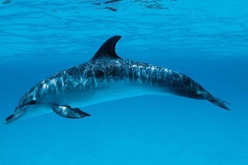 Experience the Dolphin House Royal VIP Sea Trip in Hurghada 