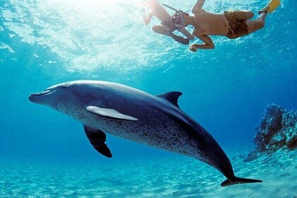 Ervaar de Dolphin House Royal VIP Sea Trip in Hurghada