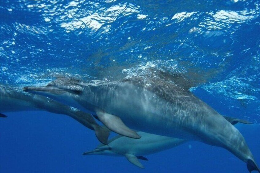 Experience the Dolphin House Royal VIP Sea Trip in Hurghada 