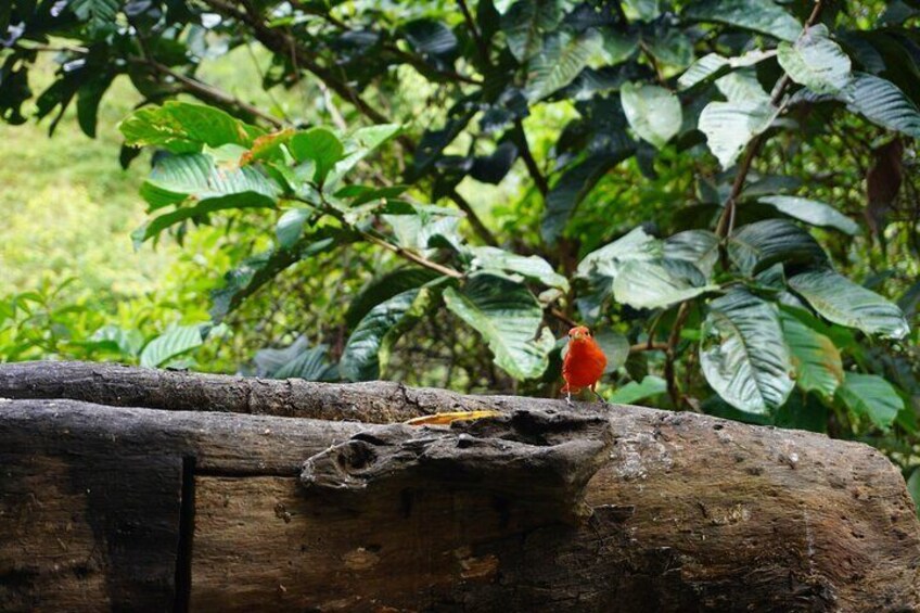 Full Day Private Tour to Rio Claro Canyon from Medellín