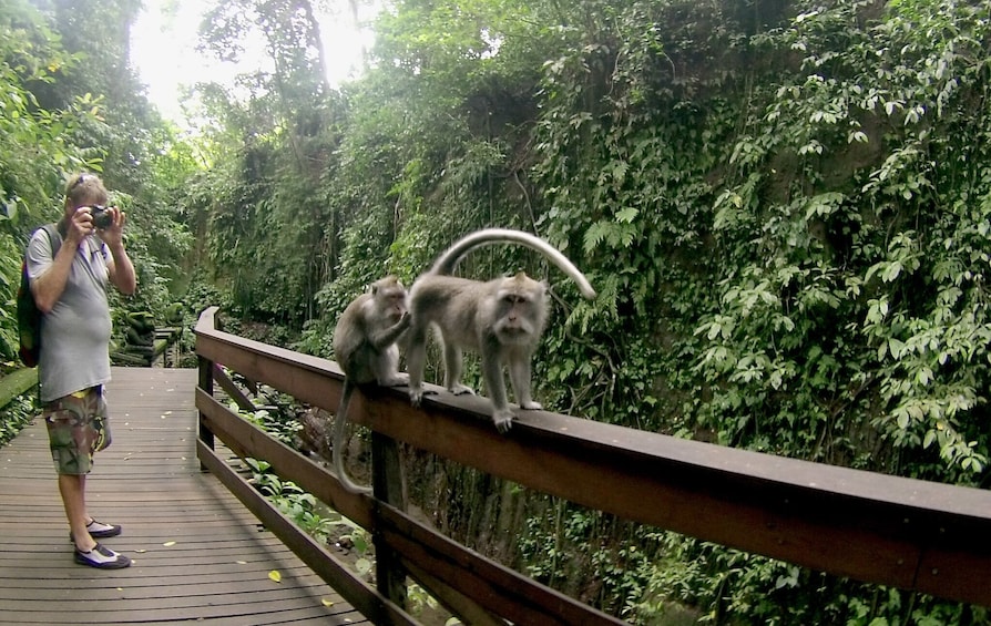 Ubud Tour: Monkey Forest, Tegalalang Rice Terrace and More