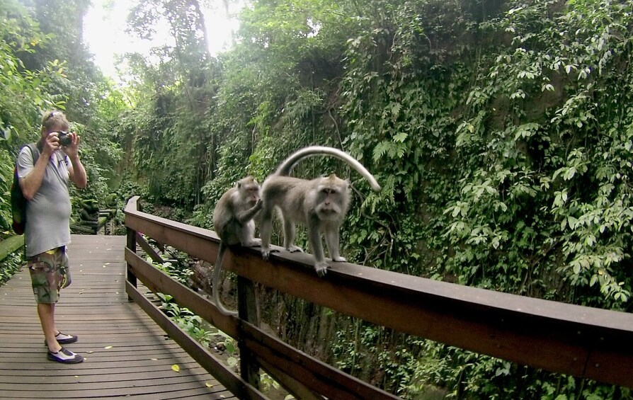 Ubud Tour: Monkey Forest, Tegalalang Rice Terrace and More