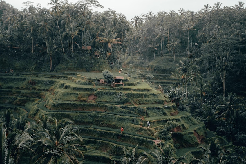 Ubud Tour: Monkey Forest, Tegalalang Rice Terrace and More