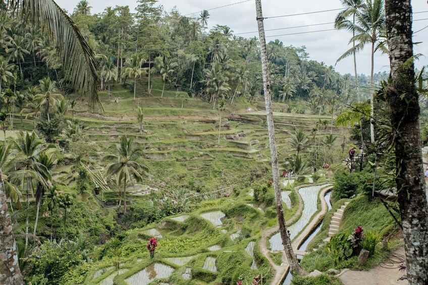 Ubud Tour: Monkey Forest, Tegalalang Rice Terrace and More