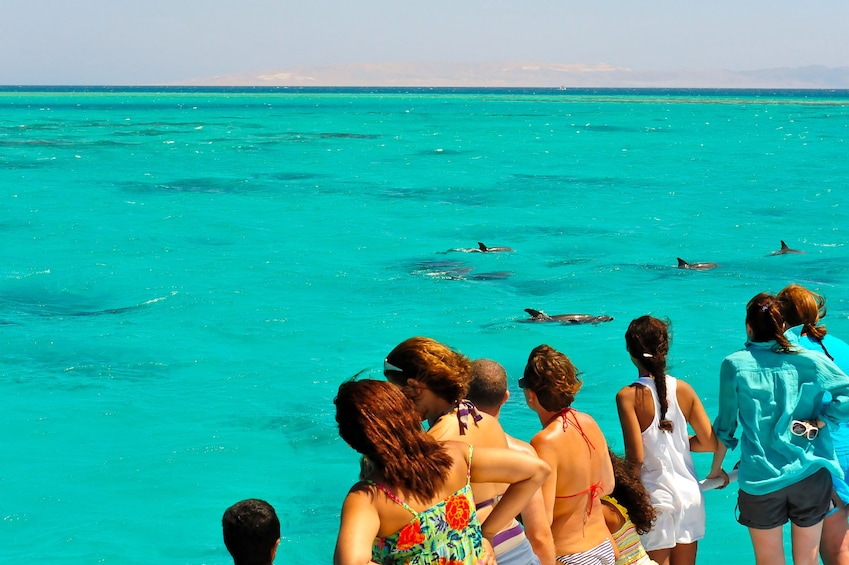 Epic Sandbar Safari With Dolphin Playground Experience In Key West