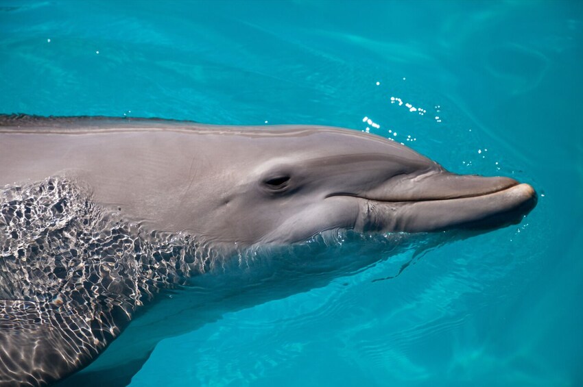 Epic Sandbar Safari With Dolphin Playground Experience In Key West