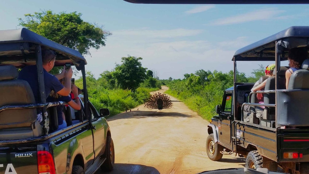 Picture 2 for Activity From Negombo: Udawalawa National Park Wildlife Safari