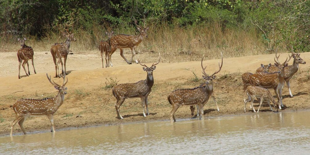 Picture 6 for Activity From Negombo: Udawalawa National Park Wildlife Safari