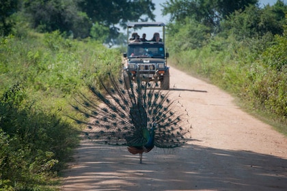 Von Negombo aus: Udawalawa National Park Wildlife Safari