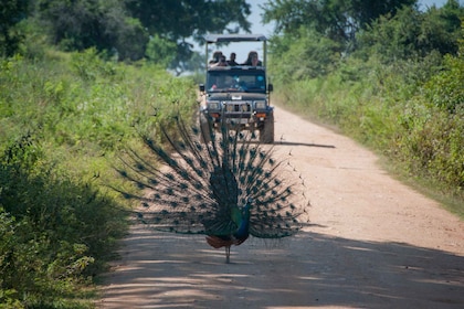 Från Negombo: Safari i vilda djur i nationalparken Udawalawa